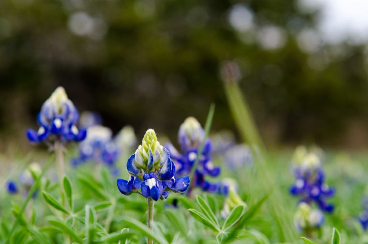 Blue Bonnet season is here!